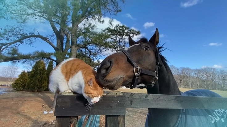 より多くの引退馬の幸せな余生を願う｜ヴェルサイユ新厩舎プロジェクト 4枚目