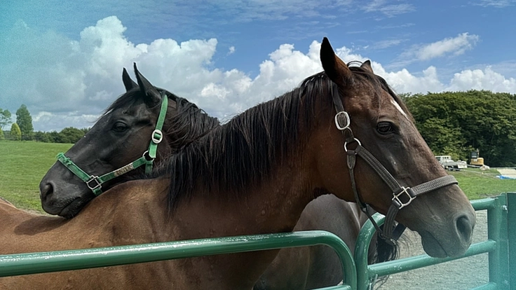 より多くの引退馬の幸せな余生を願う｜ヴェルサイユ新厩舎プロジェクト 5枚目