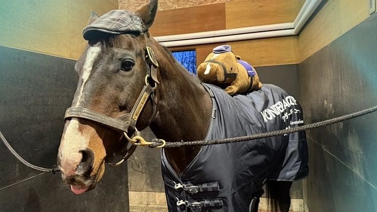 より多くの引退馬の幸せな余生を願う｜ヴェルサイユ新厩舎プロジェクト 6枚目