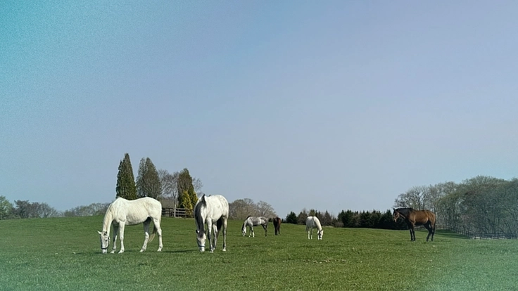 より多くの引退馬の幸せな余生を願う｜ヴェルサイユ新厩舎プロジェクト 7枚目