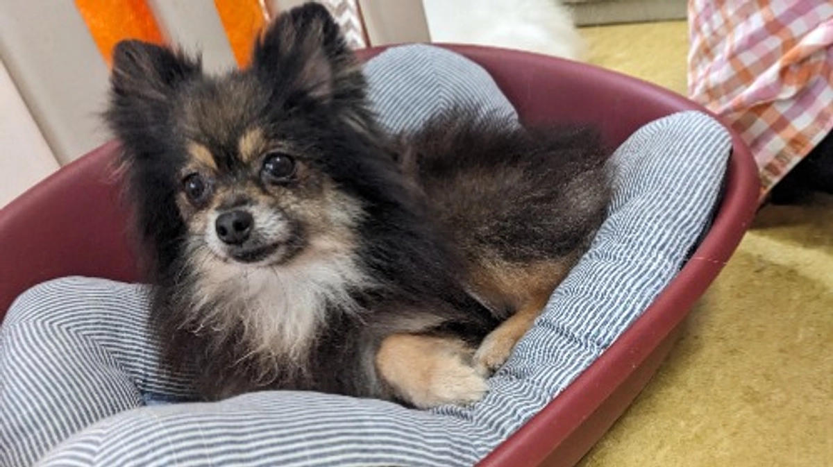 シェルターの近況