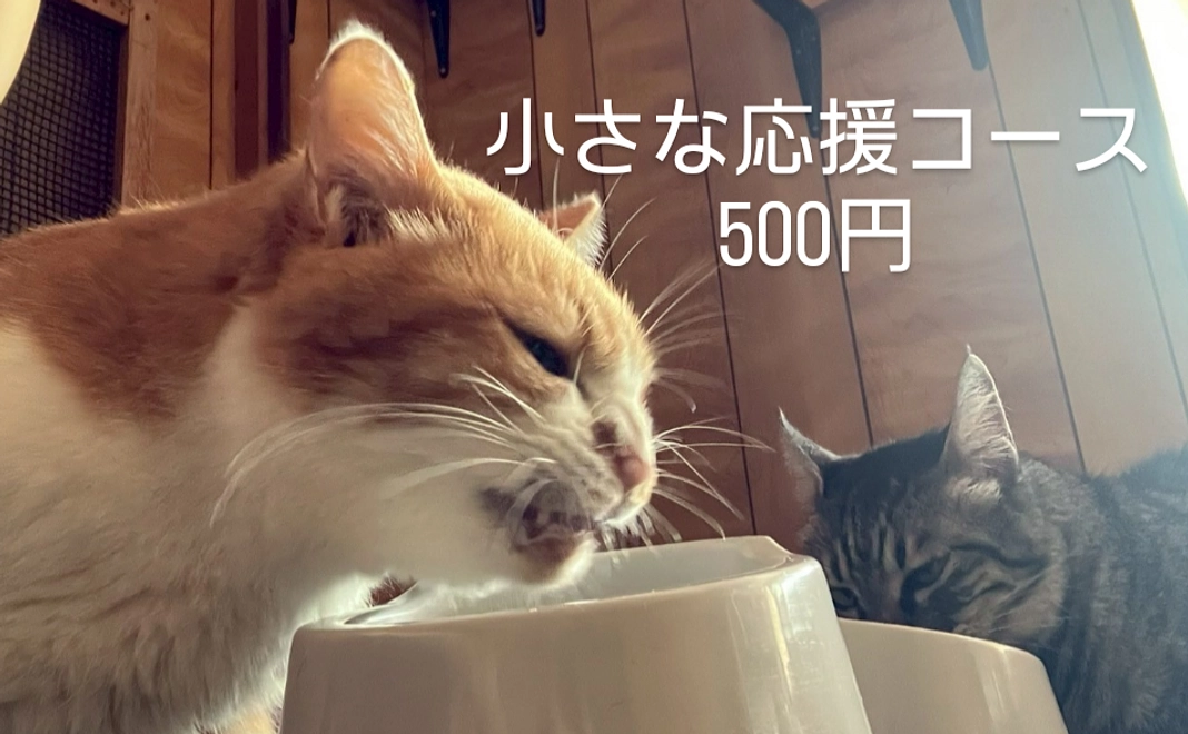 小さな応援コース500円