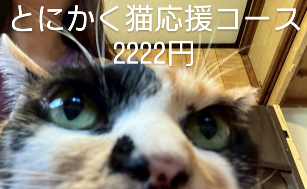 とにかく猫応援コース2222円
