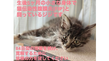 ジジを助けたいです。元野良猫ジジのFIP治療費のお願い。 のトップ画像