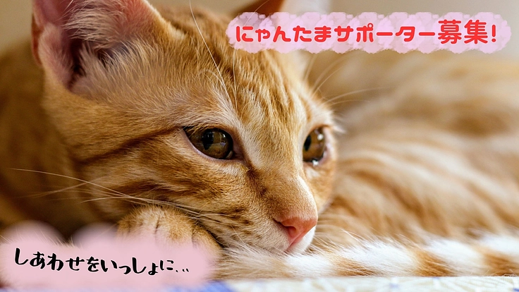 にゃんたまサポーター！～80匹の譲渡が叶わない猫と暮らす旅館～