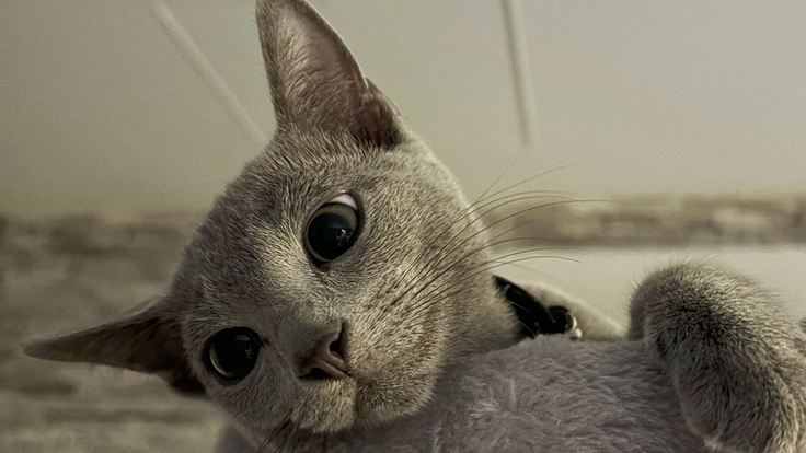 [難病]FIP(猫伝染性腹膜炎)と闘うぶるのご支援お願い致します。