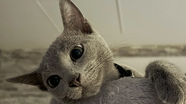 [難病]FIP(猫伝染性腹膜炎)と闘うぶるのご支援お願い致します。 のトップ画像