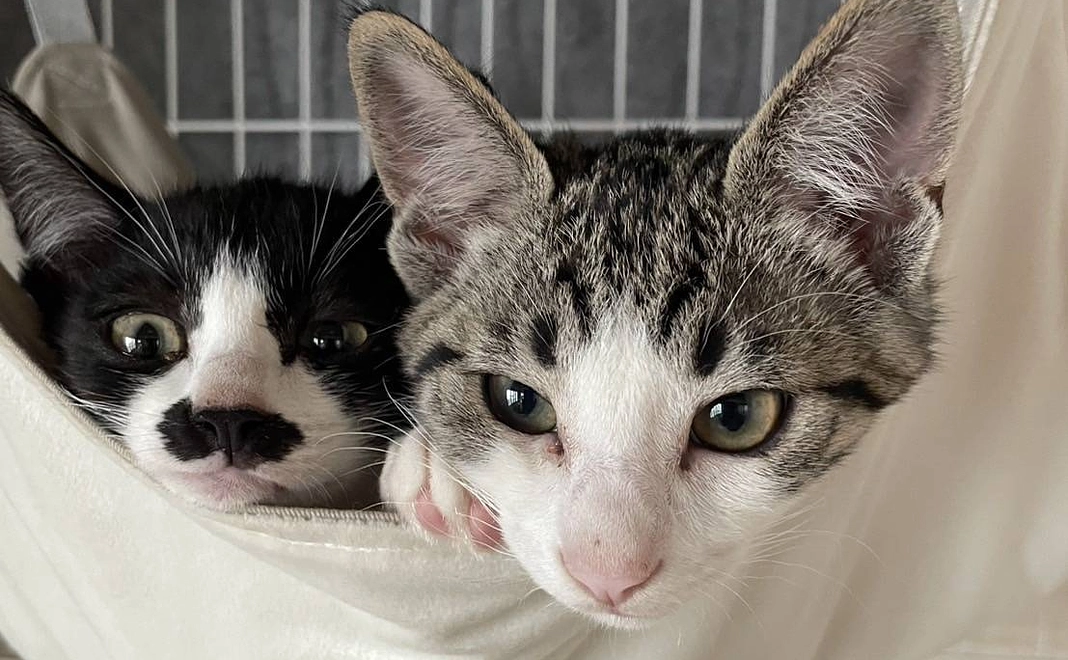 【保護猫かふぇにゃにゃはち2】ポストカードで応援コース