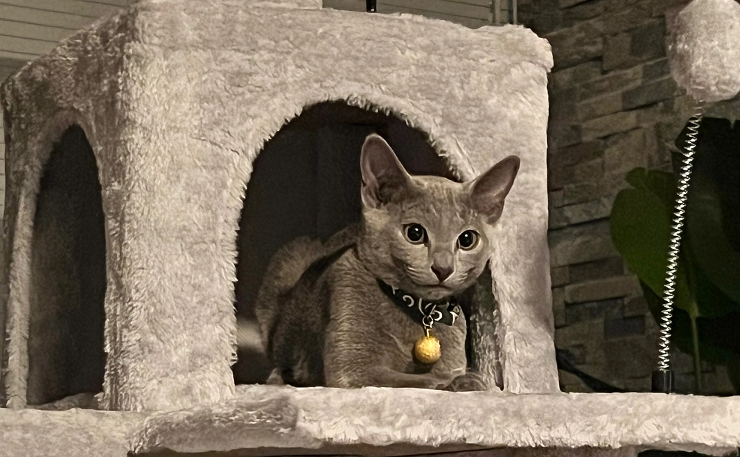 ぶる支援(1000円)リターン不要の方