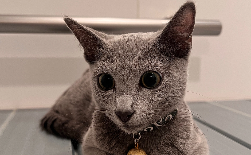 ぶる支援 (1万円) 感謝のメール、画像1枚