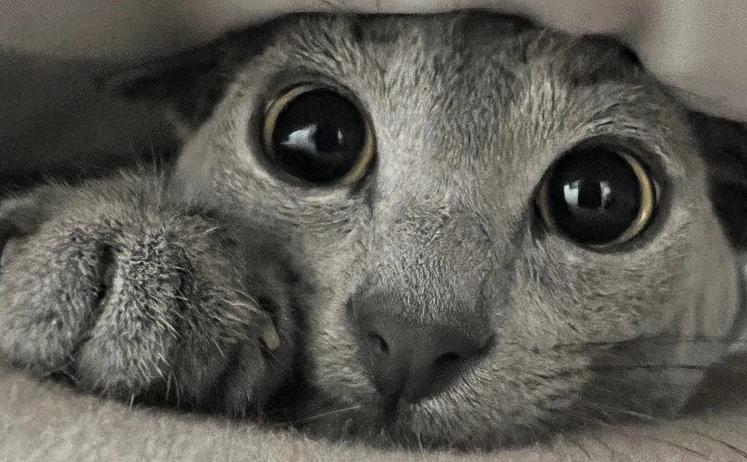 ぶる支援(5万円)感謝のメール、画像3枚、動画