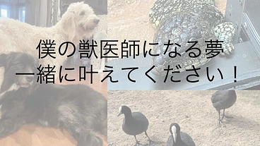 国際獣医師になるため、オーストラリア留学への一歩を応援してください のトップ画像