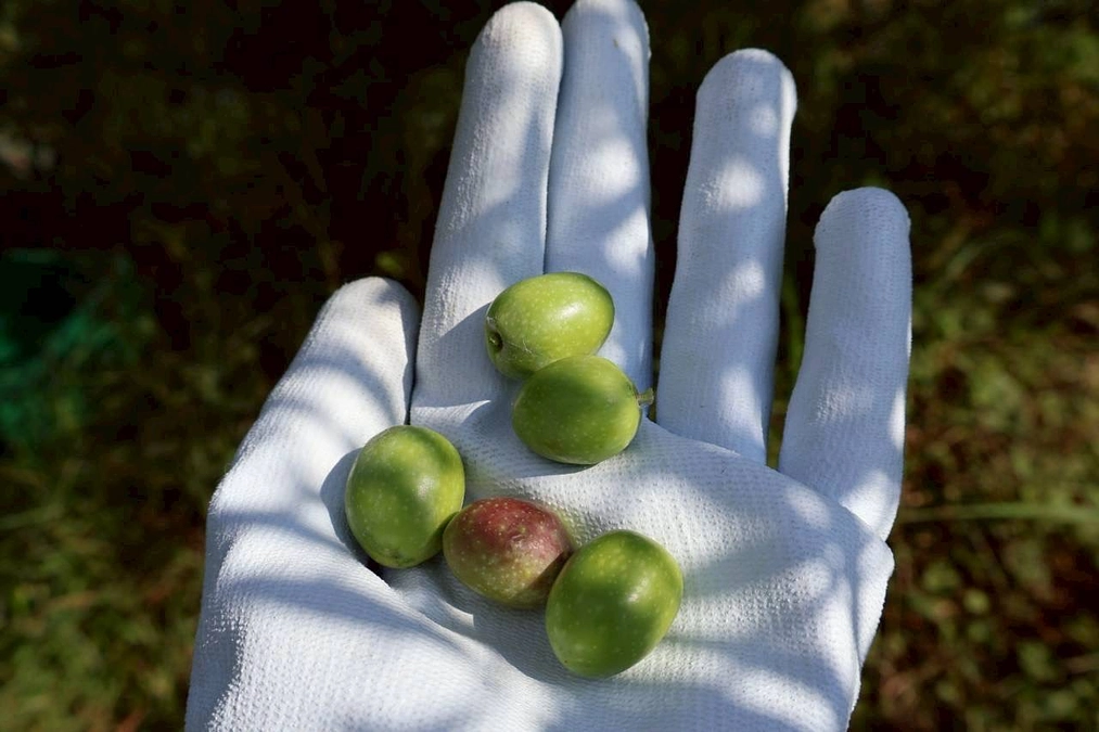 返礼品のオリーブオイルになるオリーブを摘んできました！part1🫒