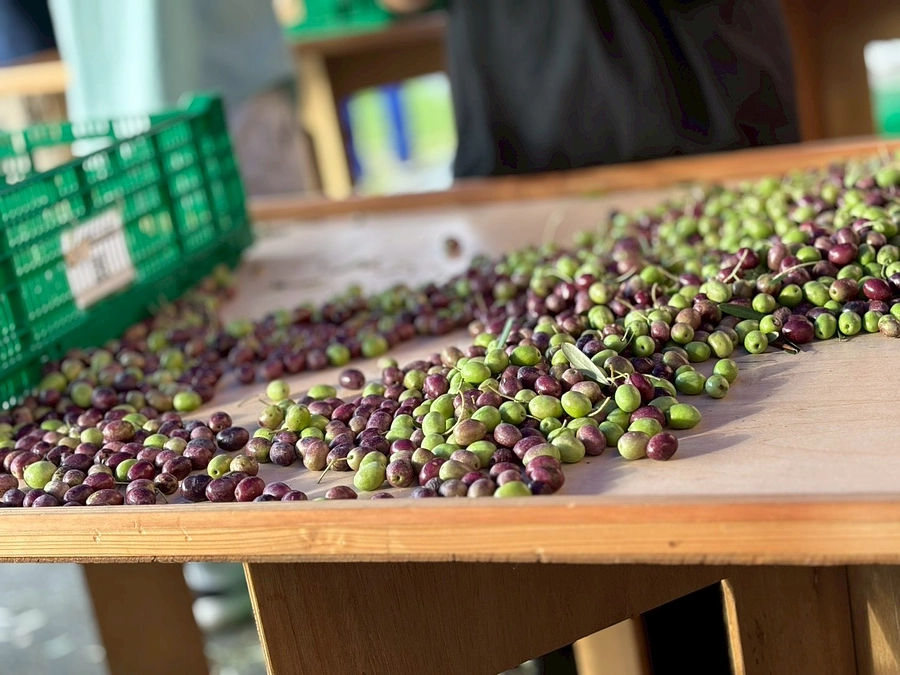 返礼品のオリーブオイルになるオリーブを摘んできました！part2🫒