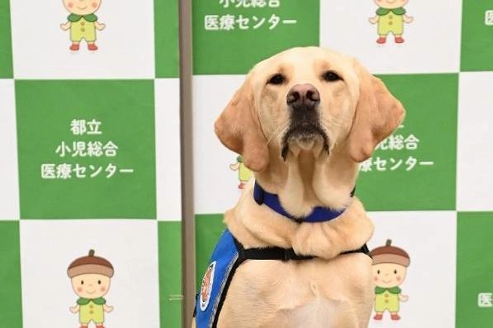 候補犬トミーの導入先が東京都立小児総合医療センター「こころ病棟」に内定しました
