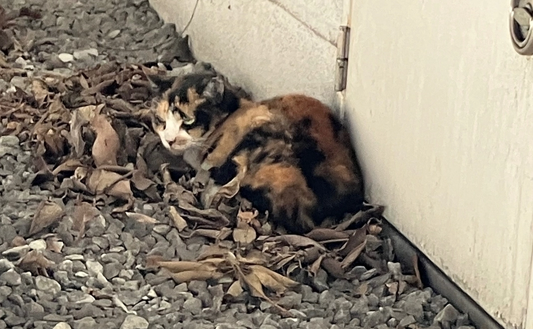 10000円支援コース