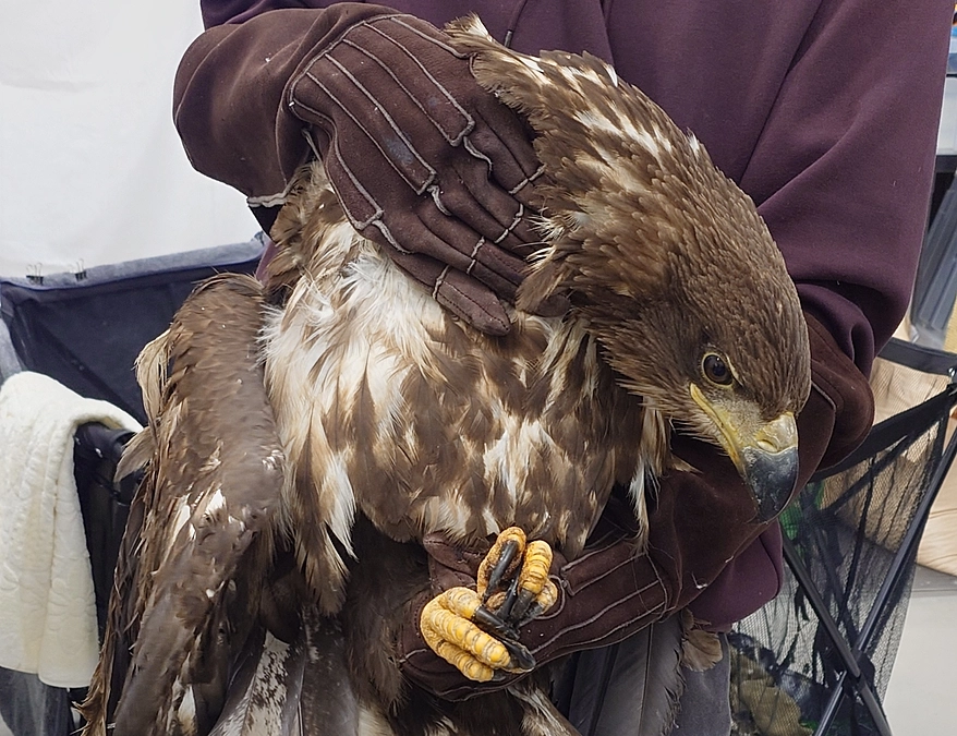 手術に耐えられる可能性が出てきた！