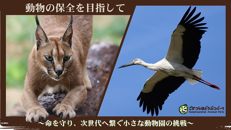 ごかつら池どうぶつパーク｜命を守り、次世代へ繋ぐ小さな動物園の挑戦