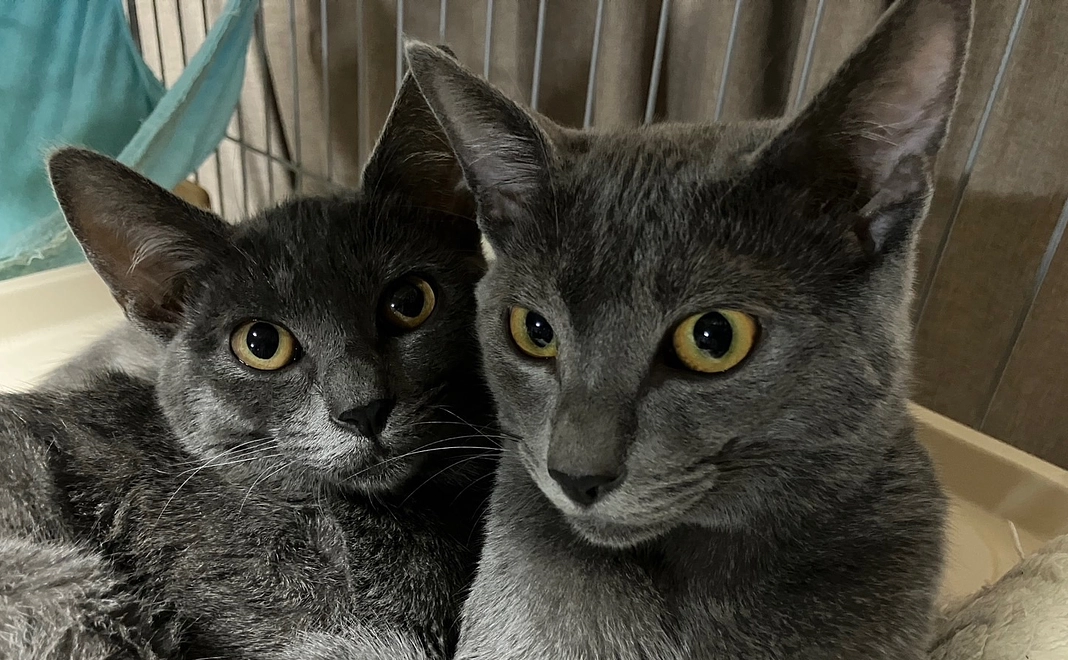 感謝のメール5000