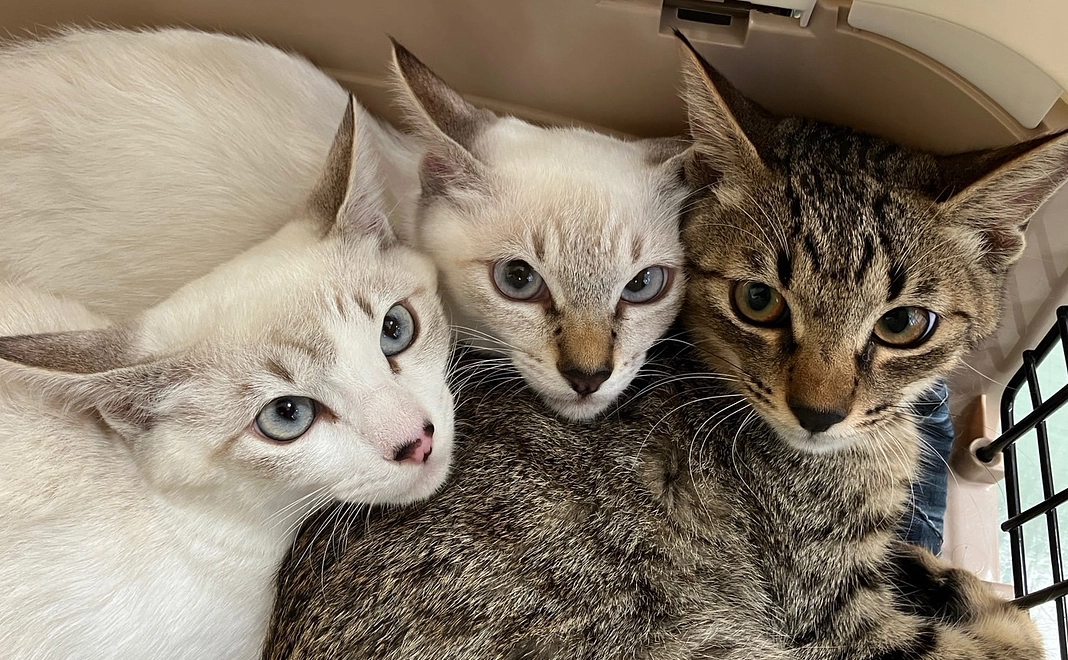 感謝のメール30000