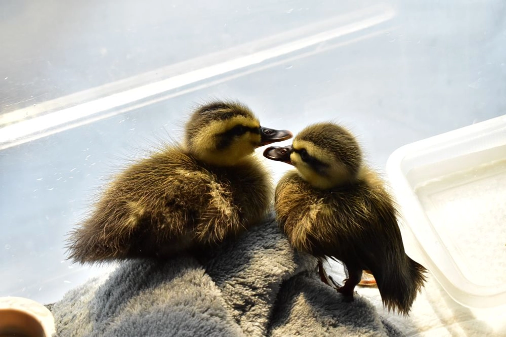 【リリース情報】2羽保護されたカルガモ兄弟