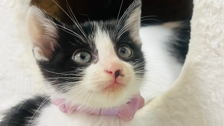 愛知県豊川市で保護された子猫30匹の里親募集！