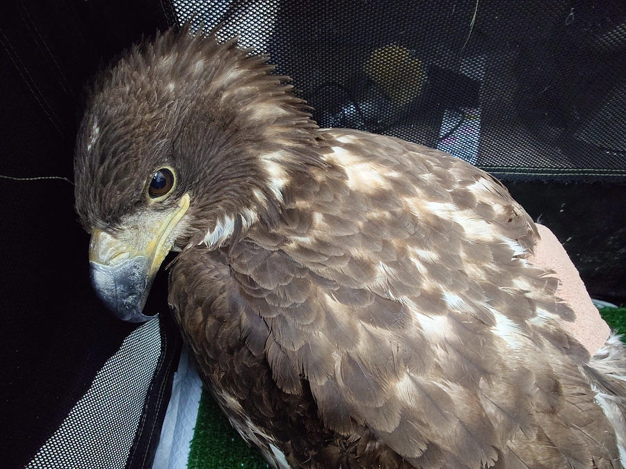 オジロワシ幼鳥の手術を行いました