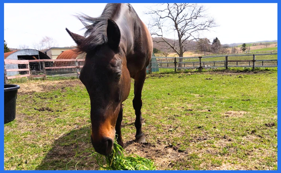 牧草プレゼントコース