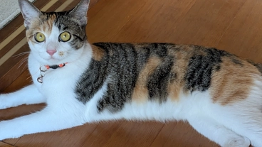 保護猫と野良猫のお世話にお力をお貸しください のトップ画像