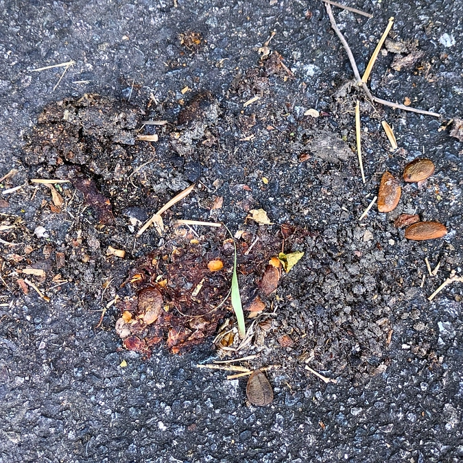 くま目撃場所調査