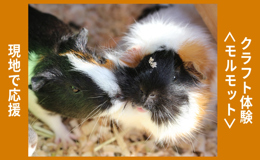 現地で応援｜クラフト体験＜モルモット｜3/10(火)＞（2名まで可）