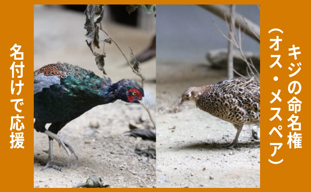 名付けで応援｜ニホンキジの命名権（オス・メスペア）