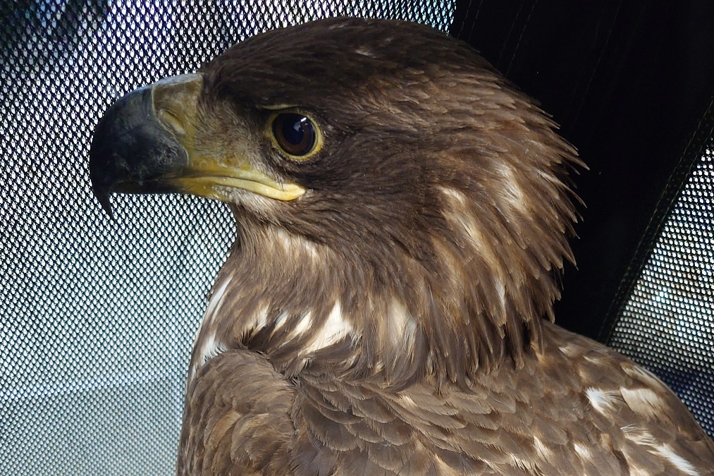 オジロワシの幼鳥、意識がハッキリ戻る