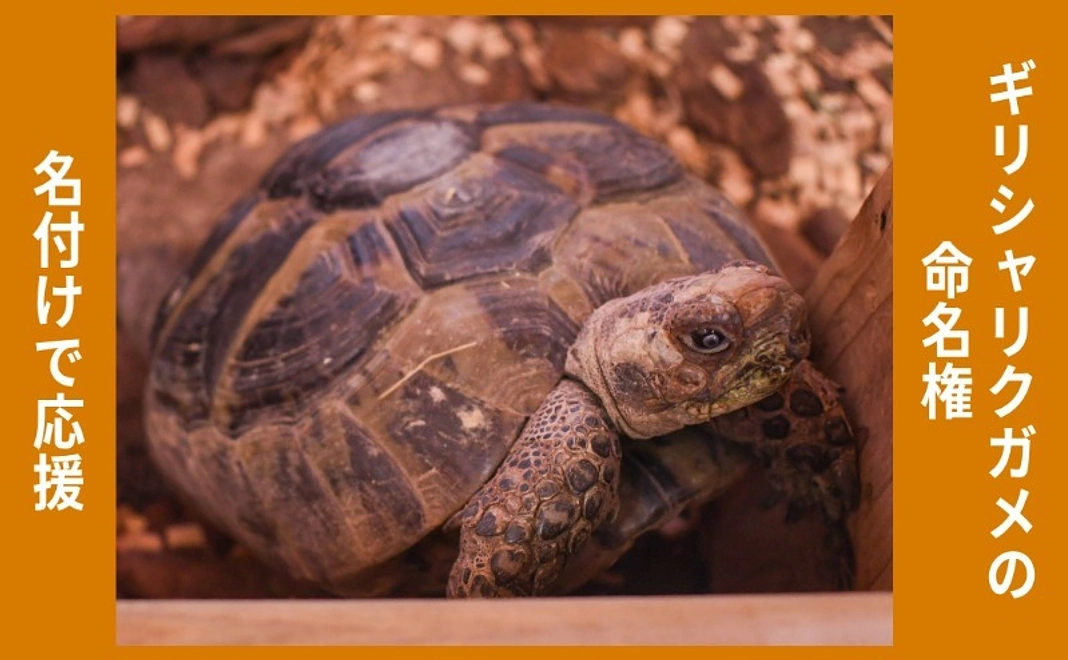 名付けで応援｜ギリシャリクガメの命名権