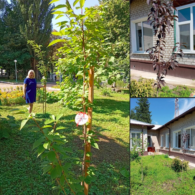 ジトーミル州での桜植樹支援