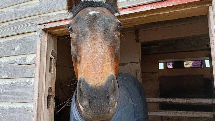 1頭1頭と向き合い続けるために。引退馬たちに安心安全な新厩舎建設へ 7枚目