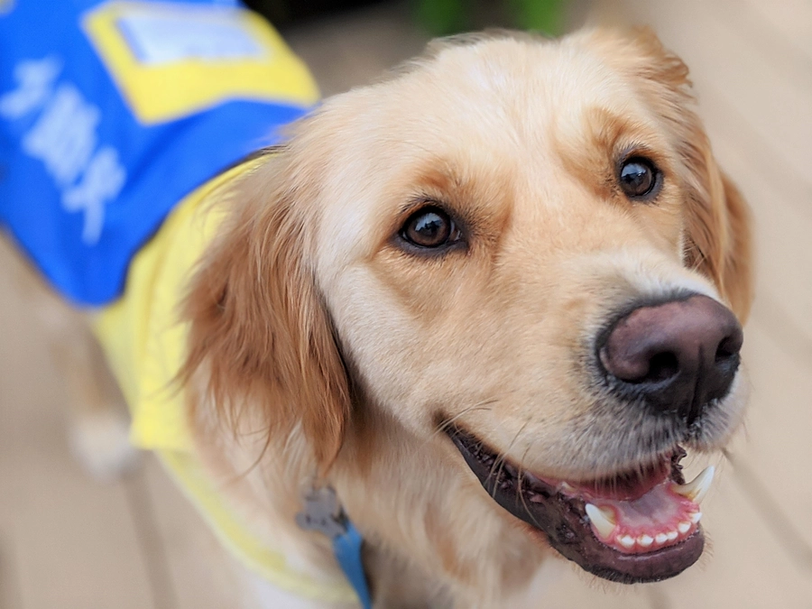 10月25日(土)【 JSDA本部説明会＆犬とのふれあい会】開催のお知らせ