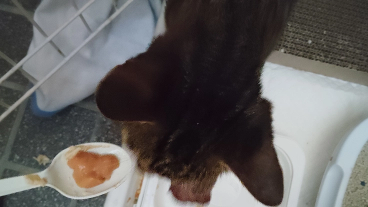 置き去りにされた猫に手術を行いたい