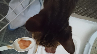 置き去りにされた猫に手術を行いたい のトップ画像