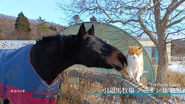 1頭1頭と向き合い続けるために。引退馬たちに安心安全な新厩舎建設へ のトップ画像