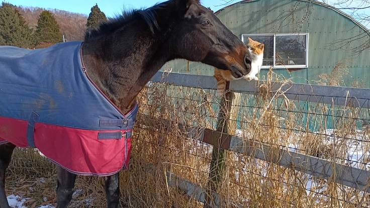 1頭1頭と向き合い続けるために。引退馬たちに安心安全な新厩舎建設へ 4枚目
