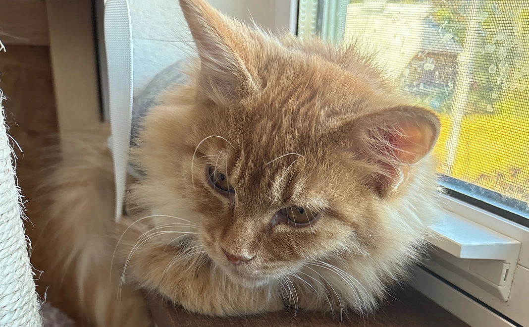 こむぎちゃんのお写真