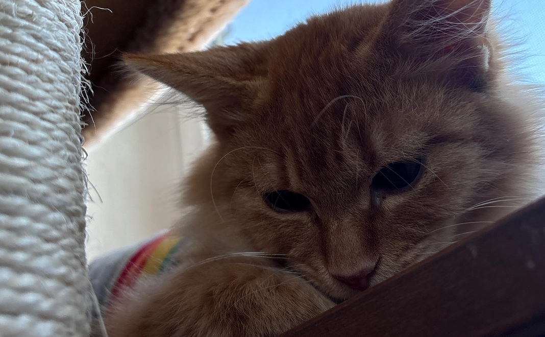 こむぎちゃんの手術後の写真