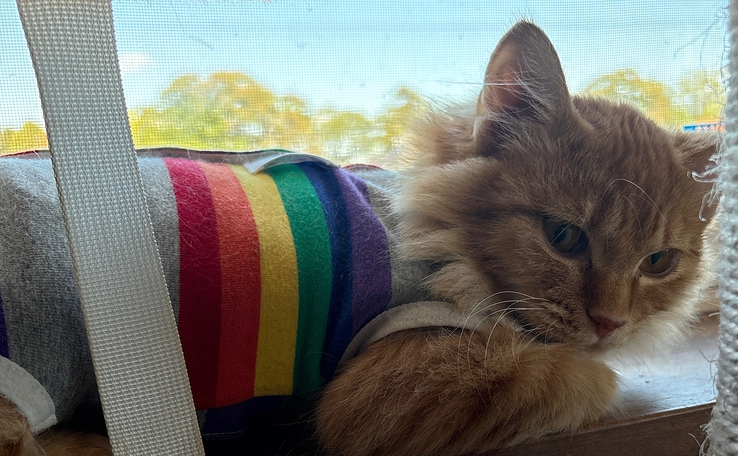 こむぎちゃんの写真お手紙