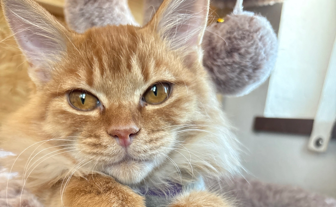 こむぎちゃんの動画