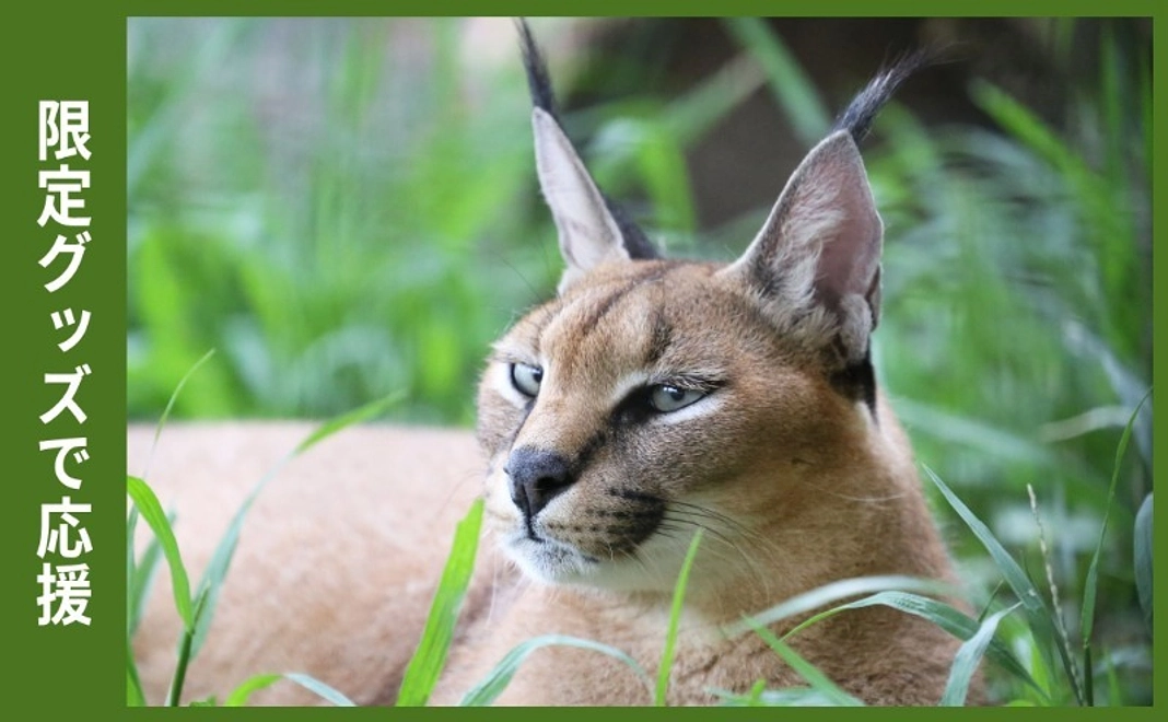 限定グッズで応援｜カラカルアクリルキーホルダー