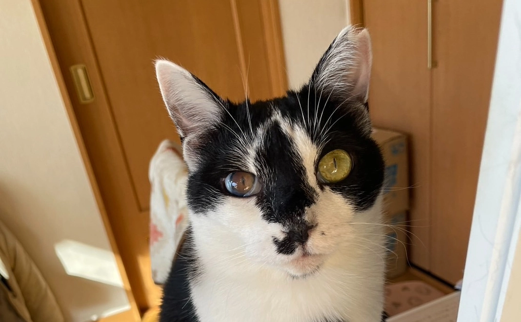 【ミントちゃん全力応援コース】