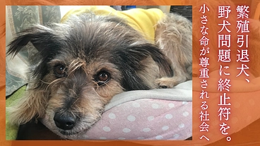 保護犬猫問題に終止符を。核心に迫り未来を変える映画の続編をみんなで のトップ画像