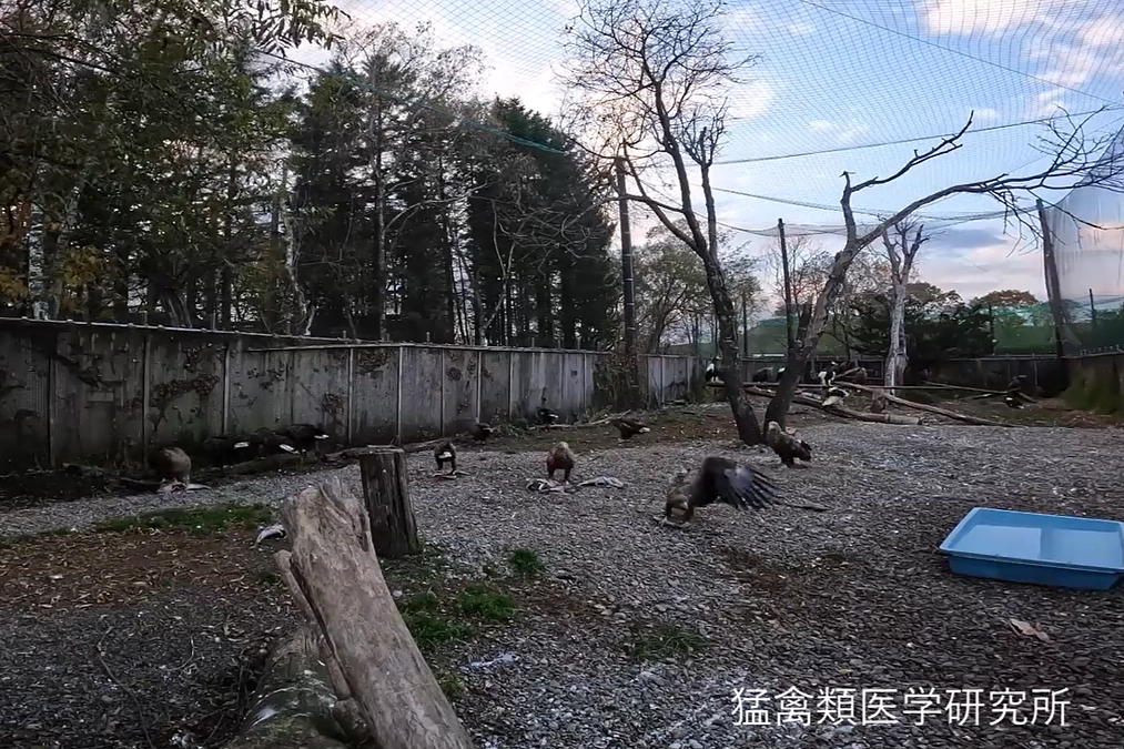 給餌後のオジロワシとオオワシ（８倍速）