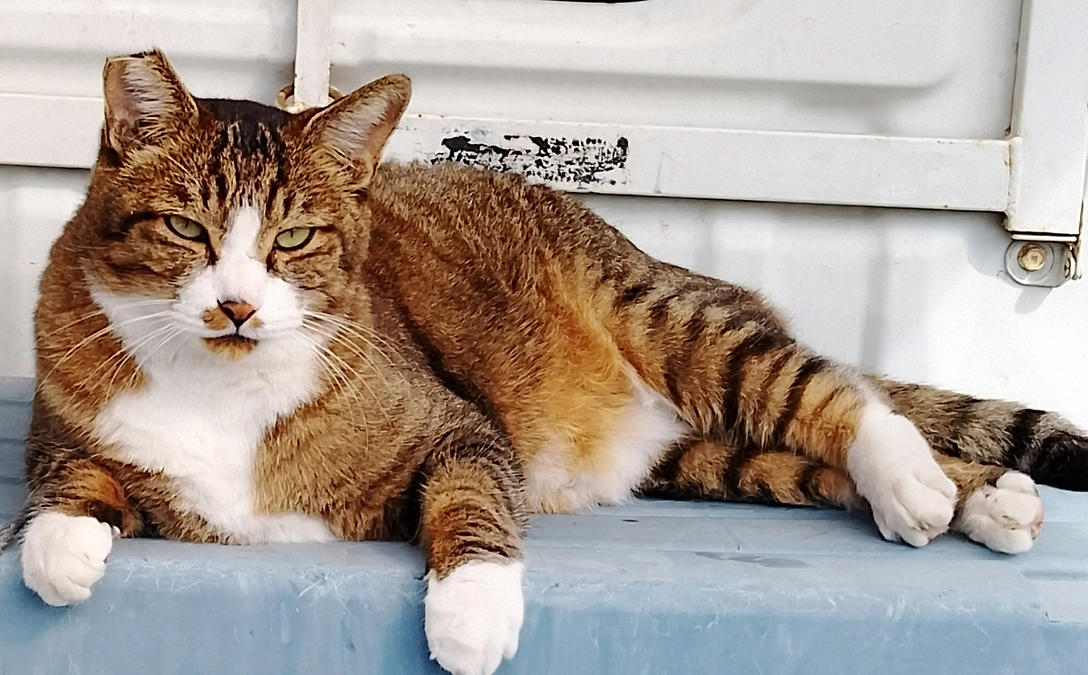 13年間、捨て猫を見続けて!!